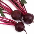 Early Wonder Beet Seeds Fresh Seeds Fast Shipping