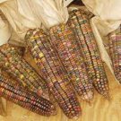 Earth Tones Dent Corn Seeds Fresh Seeds Fast Shipping
