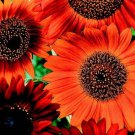 Earthwalker Sunflower Seeds Fresh Seeds Fast Shipping