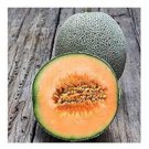 Edisto 47 Melon Seeds Fresh Seeds Fast Shipping