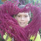 EllenS Purple Amaranth Seeds Fresh Seeds Fast Shipping