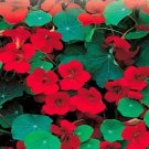 Empress Of India Nasturtium Seeds Fresh Seeds Fast Shipping