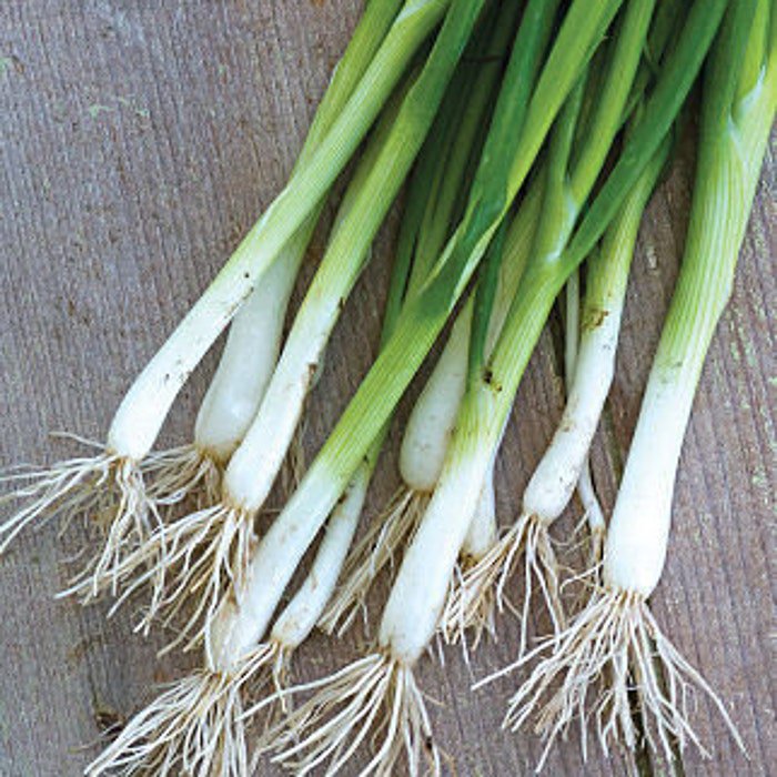 Evergreen Long White Bunching Onion Seeds Fresh Seeds Fast Shipping