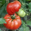 Famous Mortgage Lifter Tomato Seeds Fresh Seeds Fast Shipping