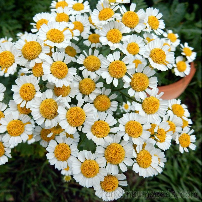 Feverfew Herb Seeds Fresh Seeds Fast Shipping