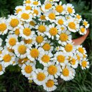 Feverfew Herb Seeds Fresh Seeds Fast Shipping
