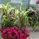 Field Of Dreams Variegated Ornamental Indian Corn Seeds Fresh Seeds Fast Shipping