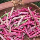 Flambo Bush Bean Seeds Fresh Seeds Fast Shipping