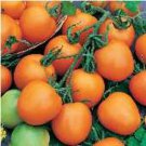 Flamme Tomato Seeds Fresh Seeds Fast Shipping