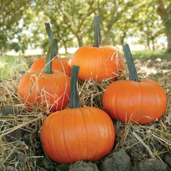Flat Field Trip Pumpkin Seeds Fresh Seeds Fast Shipping