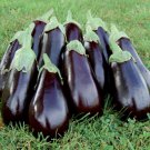 Flordia Market High Bush Eggplant Seeds Fresh Seeds Fast Shipping
