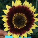 Florenza Sunflower Seeds Fresh Seeds Fast Shipping