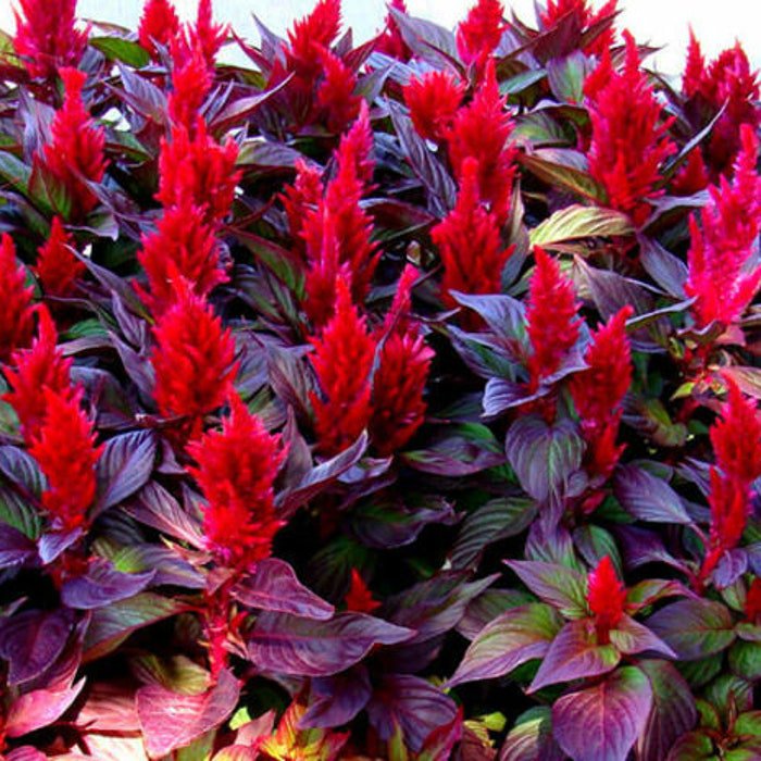 Forest Fire Scarlet Celosia Seeds Fresh Seeds Fast Shipping