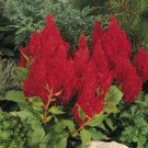 Fresh Look Red Feather Celosia Seeds Fresh Seeds Fast Shipping
