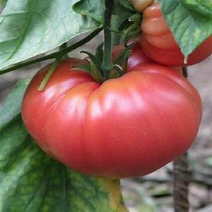 German Johnson Tomato Seeds Fresh Seeds Fast Shipping