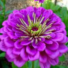 Giant Lavender Gem Zinnia Seeds Huge Beautiful Blooms Fresh Seeds Fast Shipping