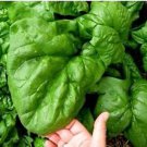 Giant Noble Spinach Seeds Fresh Seeds Fast Shipping