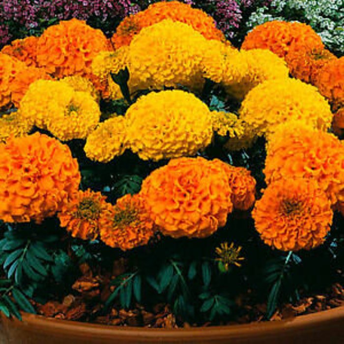 Giant Yellow Orange Crackerjack Marigold Seeds Fresh Seeds Fast Shipping