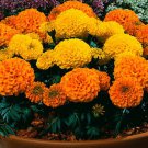 Giant Yellow Orange Crackerjack Marigold Seeds Fresh Seeds Fast Shipping