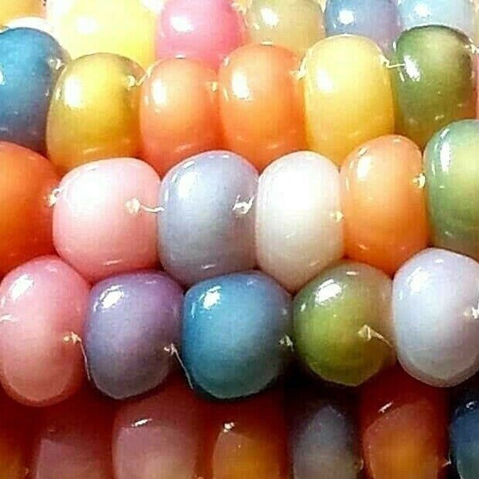 Glass Gem Corn Seeds Fresh Seeds Fast Shipping