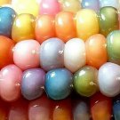 Glass Gem Corn Seeds Fresh Seeds Fast Shipping
