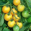 Gold Nugget Tomato Seeds Fresh Seeds Fast Shipping