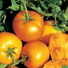 Golden Jubilee Tomato Seeds Fresh Seeds Fast Shipping