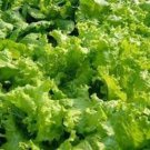 Grand Rapids Tbr Lettuce Seeds Fresh Seeds Fast Shipping