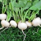 Hailstone Radish Seeds Fresh Seeds Fast Shipping