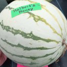 HalbertS White Honey Watermelon Seeds Fresh Seeds Fast Shipping