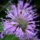 Hardy Purple Bee Balm Bergamontmonarda Seed Fresh Seeds Fast Shipping