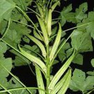 Heavy Hitter Okra Seeds Fresh Seeds Fast Shipping