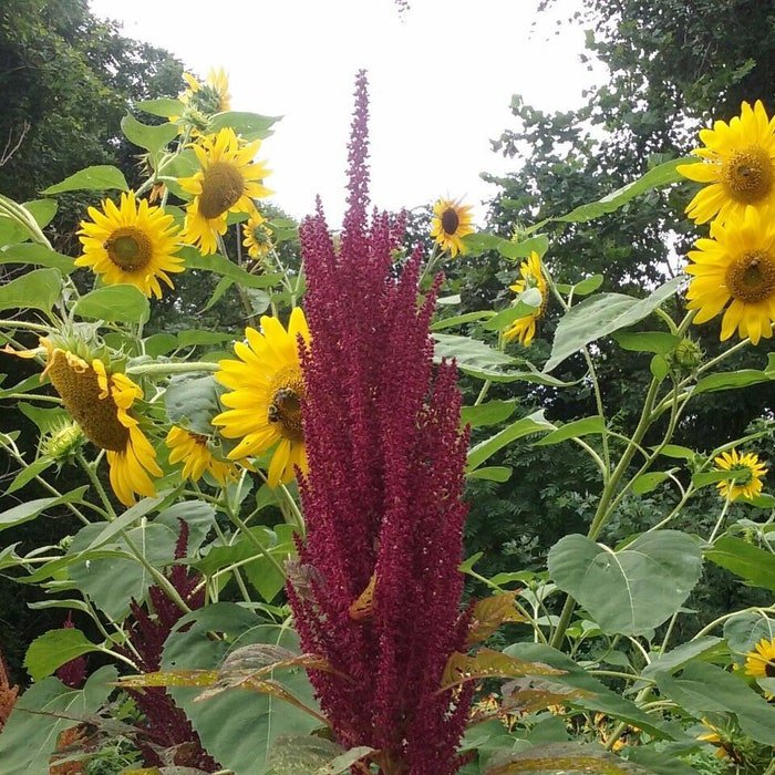 Hot Purple Single Head Amaranth Seeds Fresh Seeds Fast Shipping