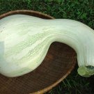 Huge Cushaw Squash Seeds Fresh Seeds Fast Shipping