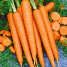 Imperater Carrot Seeds Fresh Seeds Fast Shipping