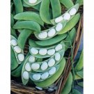 Improved Bush Lima Beans Seeds Fresh Seeds Fast Shipping