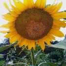Incredible Dwarf Sunflower Seeds Large 79 Inch Head On 1520 Inch Tall Plants Fresh Seeds Fast Shippi