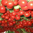 Italian Tree Tomato Seed Grows Like A Tree Fresh Seeds Fast Shipping
