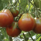 Japanese Trifele Black Tomato Seeds Fresh Seeds Fast Shipping