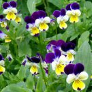 Johnny Jumpup Helen Mount Seeds Fresh Seeds Fast Shipping