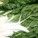 Large White Ribbed Swiss Chard Seeds Fresh Seeds Fast Shipping