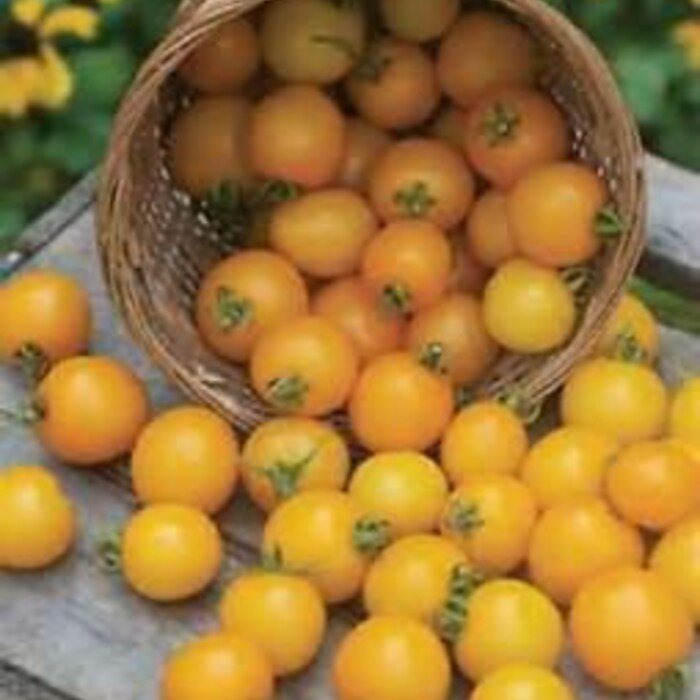 Large Yellow Cherry Tomato ** Fresh Seeds Fast Shipping
