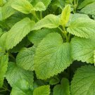 Lemon Balm Seeds Fresh Seeds Fast Shipping