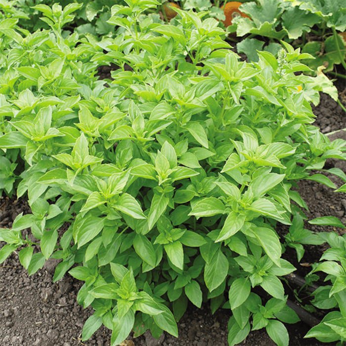 Lemon Basil Seeds Fresh Seeds Fast Shipping