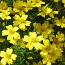 Lemon Gem Marigold Seeds Fresh Seeds Fast Shipping