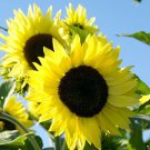 Lemon Queen Sunflower Seeds Fresh Seeds Fast Shipping