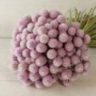 Light Pink Gomphrena Seeds Fresh Seeds Fast Shipping
