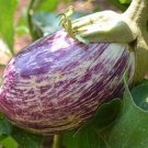 Listada De Gandia Eggplant Seeds Fresh Seeds Fast Shipping