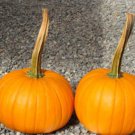 Long Handle Field Trip Pumpkin Seeds Fresh Seeds Fast Shipping