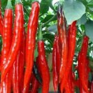 Long Hot Cayenne Pepper Seeds Fresh Seeds Fast Shipping